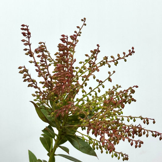 Hawthorn 山里红