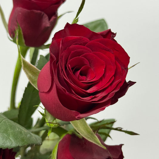 Rose - Plateau Red 高原红