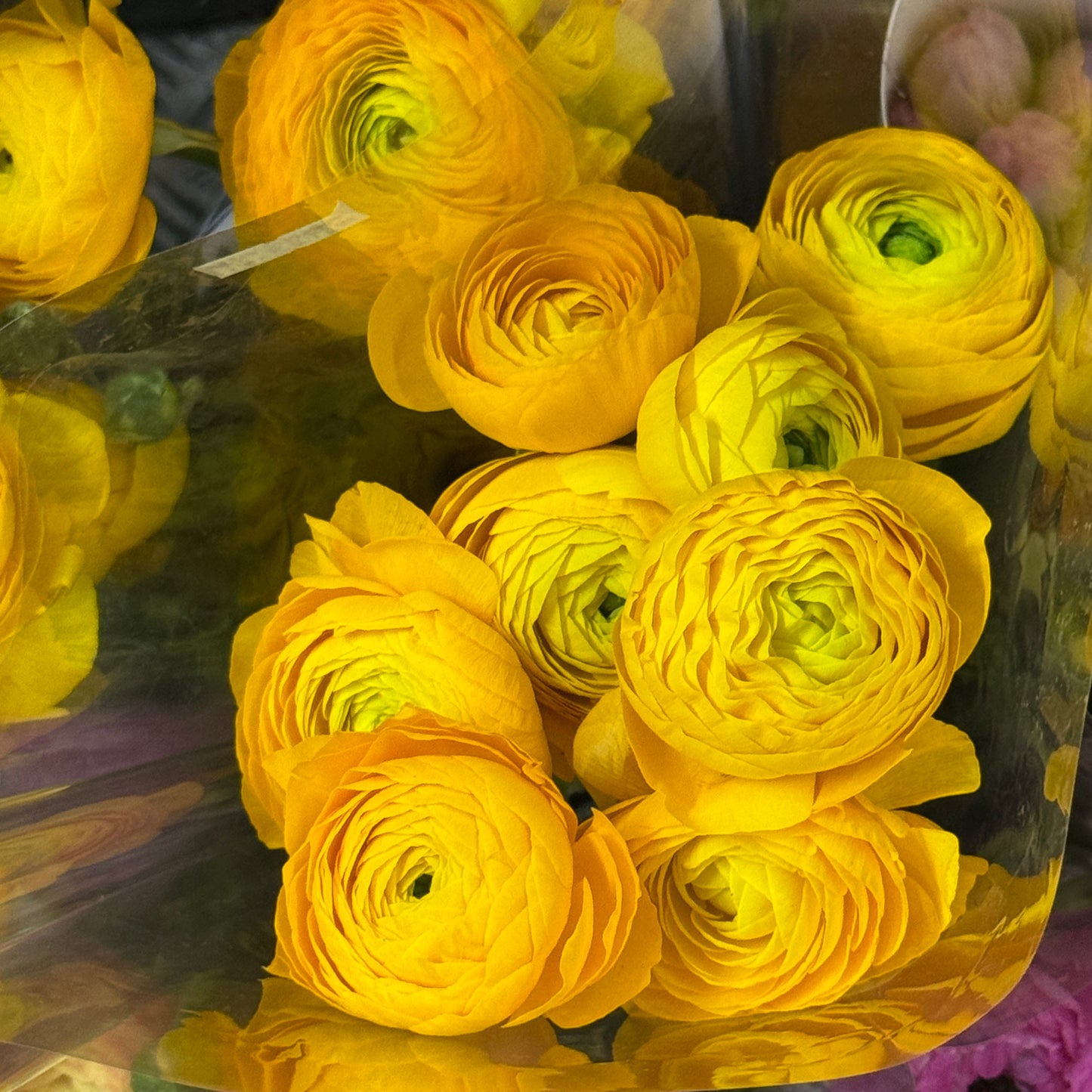 Ranunculus - Yellow