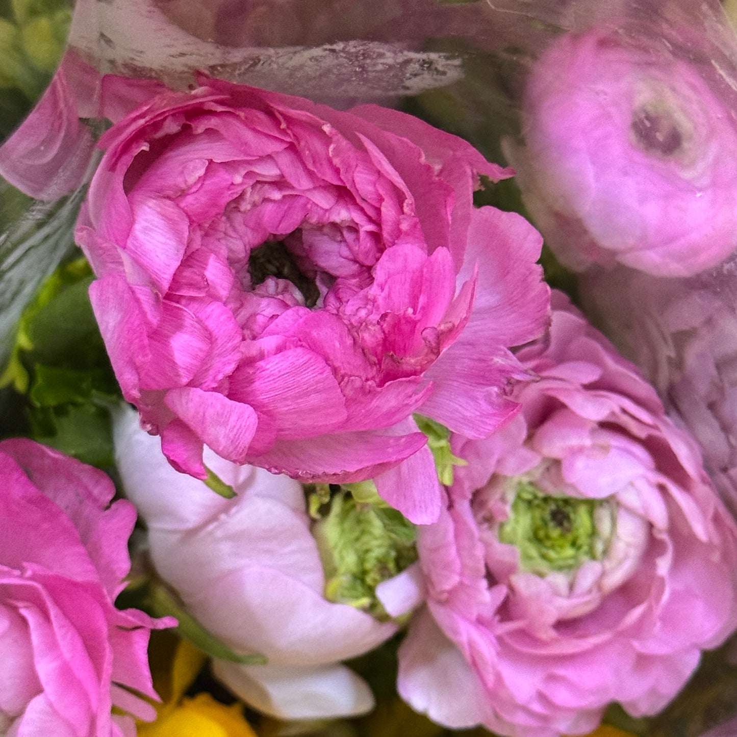 Ranunculus - Pink / Light Pink