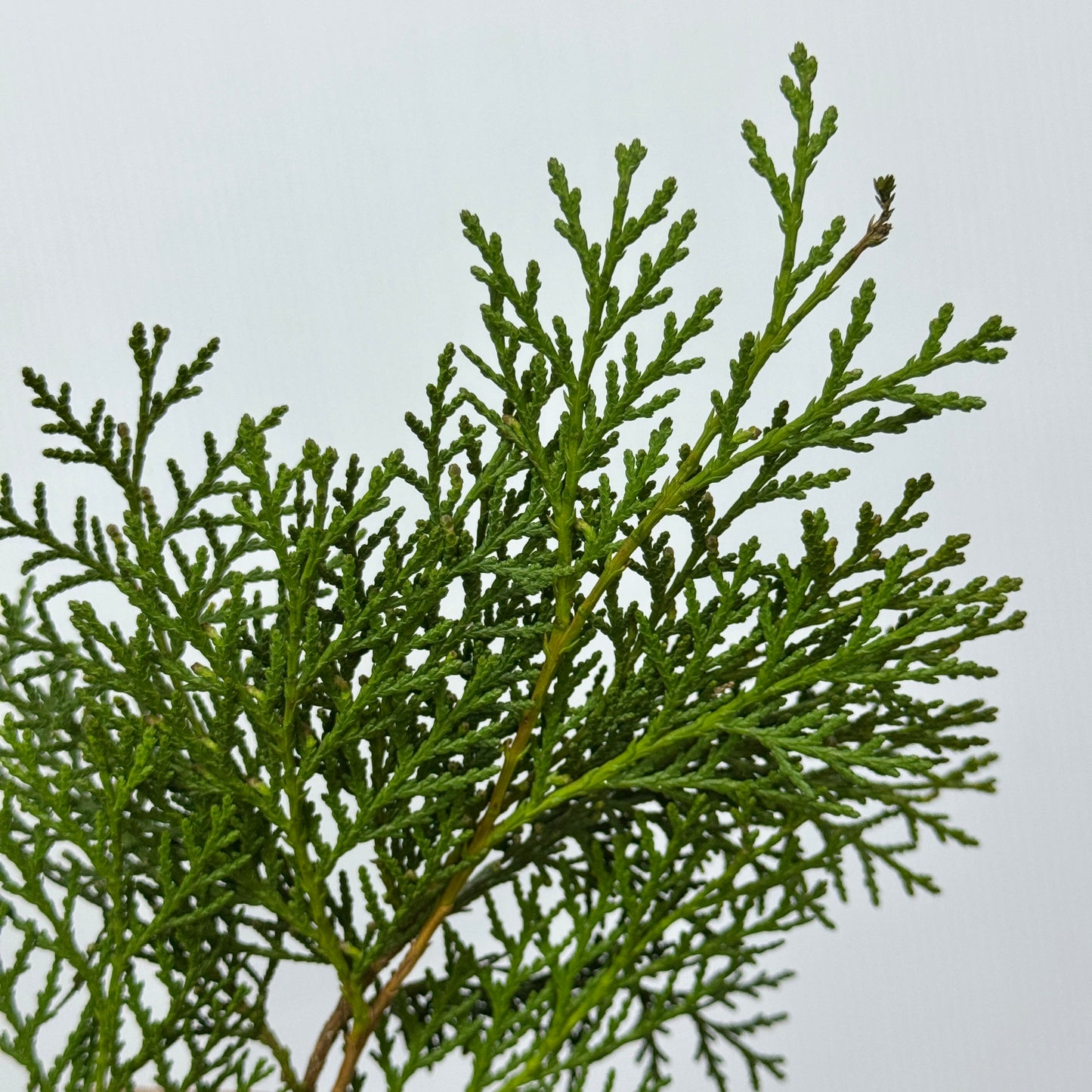 Platycladus Leaf 扁柏松