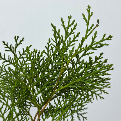 Platycladus Leaf 扁柏松