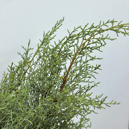 Cedrus Deodara 雪花松