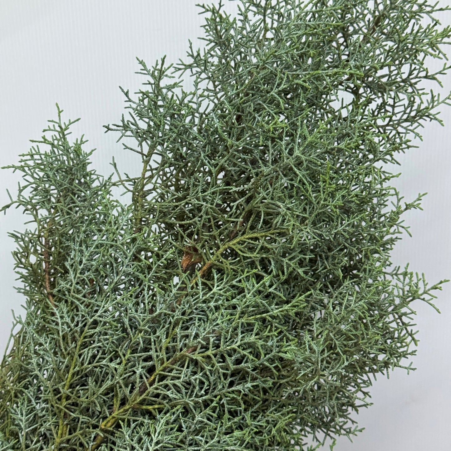 Cedrus Deodara 雪花松