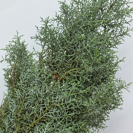 Cedrus Deodara 雪花松