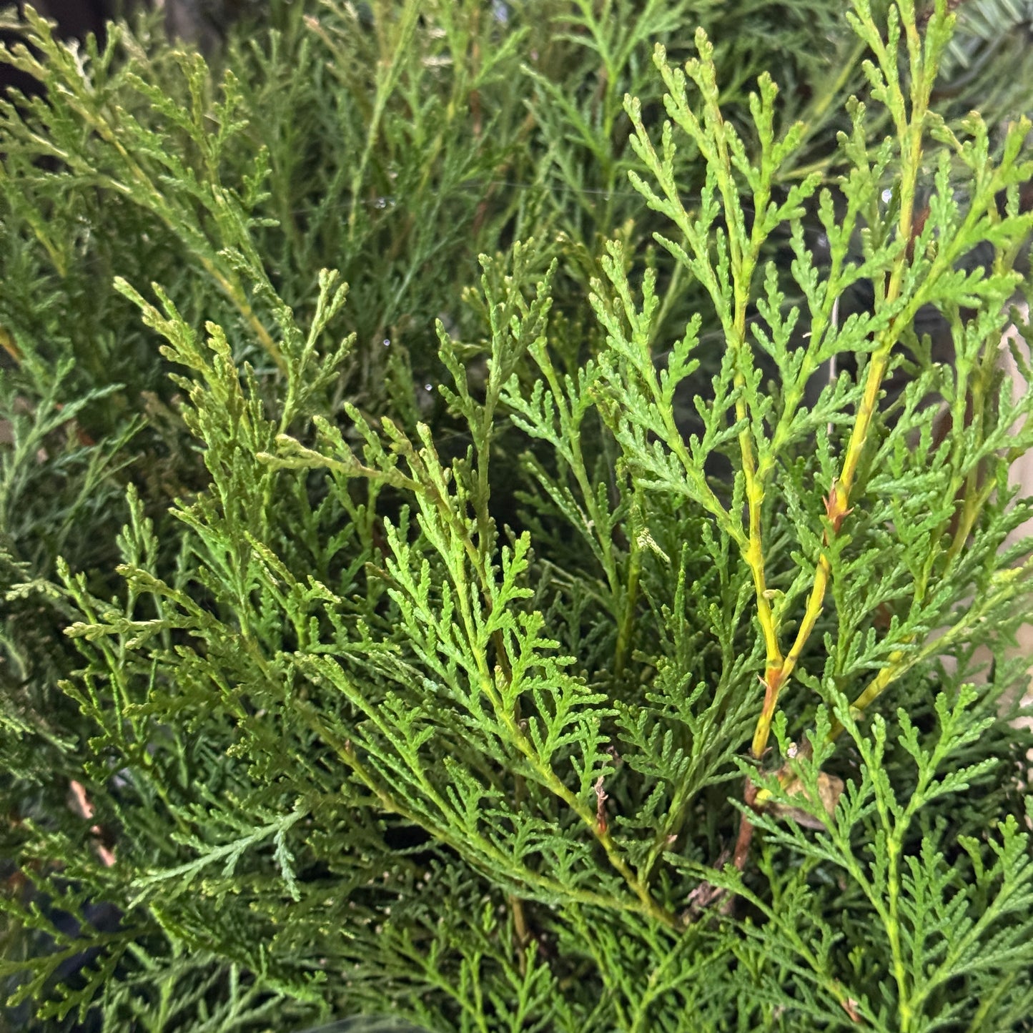 Platycladus Leaf 扁柏松