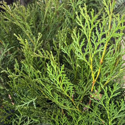 Platycladus Leaf 扁柏松