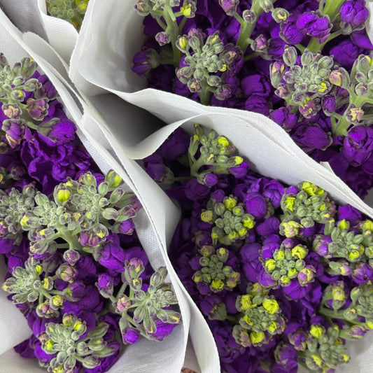 Matthiola - Dark Purple