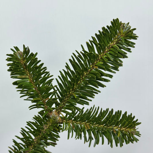 Nobilis Abies 诺贝松