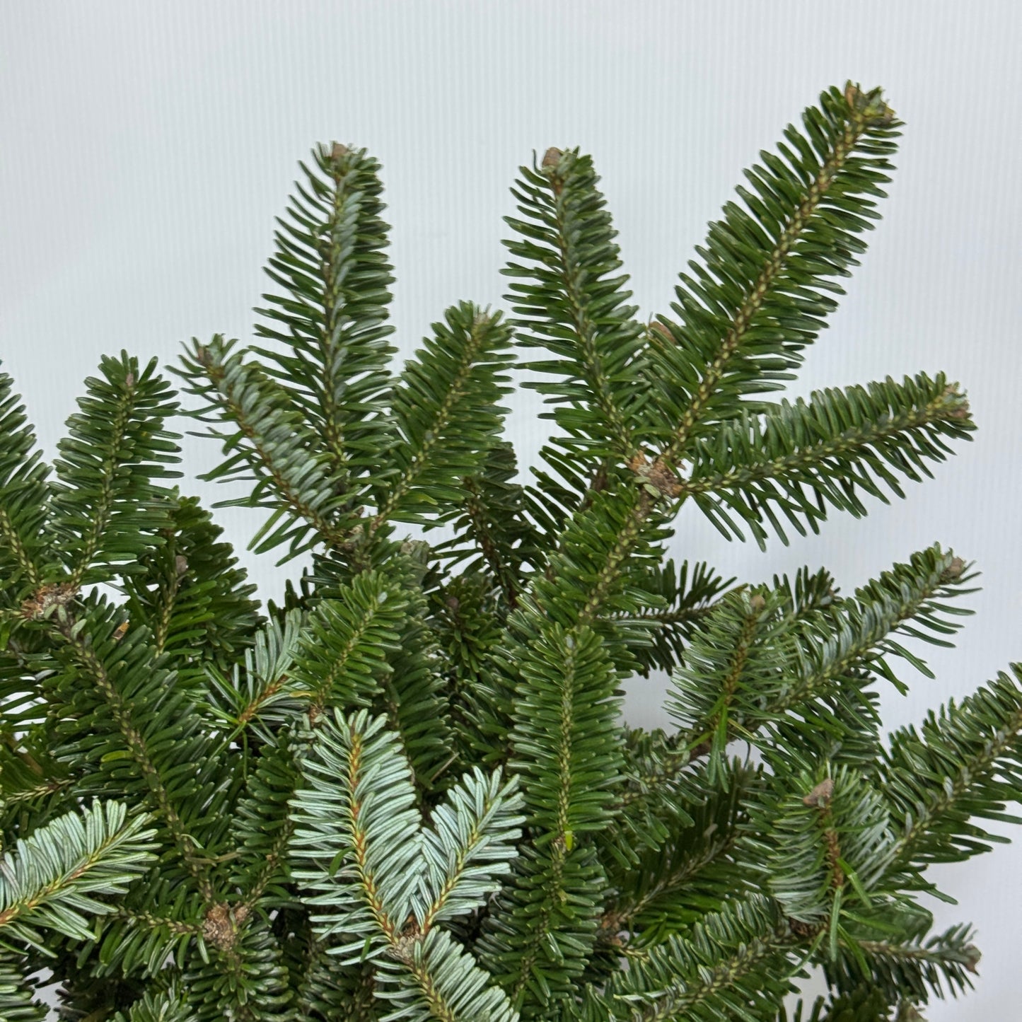 Nobilis Abies 诺贝松