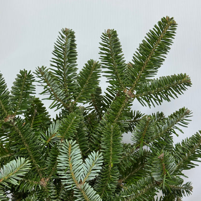 Nobilis Abies 诺贝松