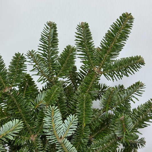 Nobilis Abies 诺贝松