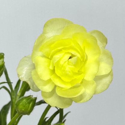 Ranunculus Butterfly - Yellow
