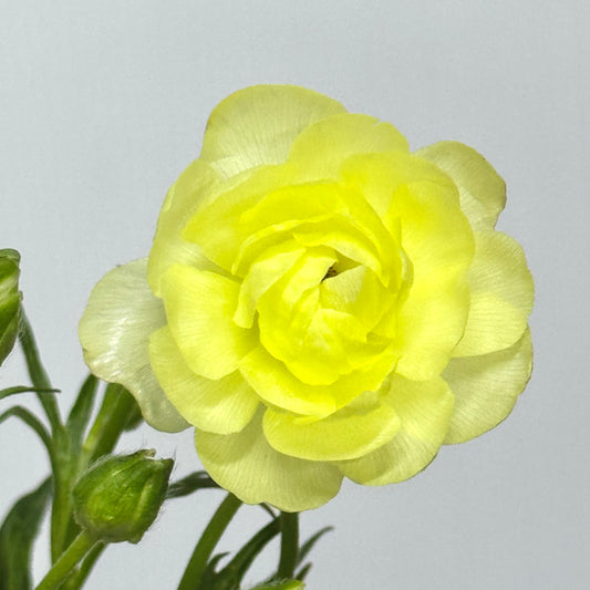 Ranunculus Butterfly - Yellow