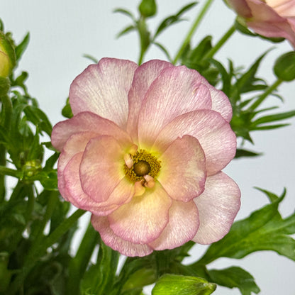 Ranunculus Butterfly - Pink