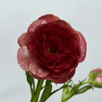 Ranunculus Butterfly - Dark Red