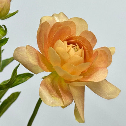 Ranunculus Butterfly - Champagne