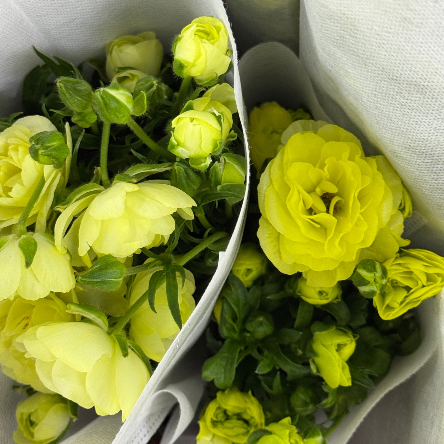 Ranunculus Butterfly - Yellow