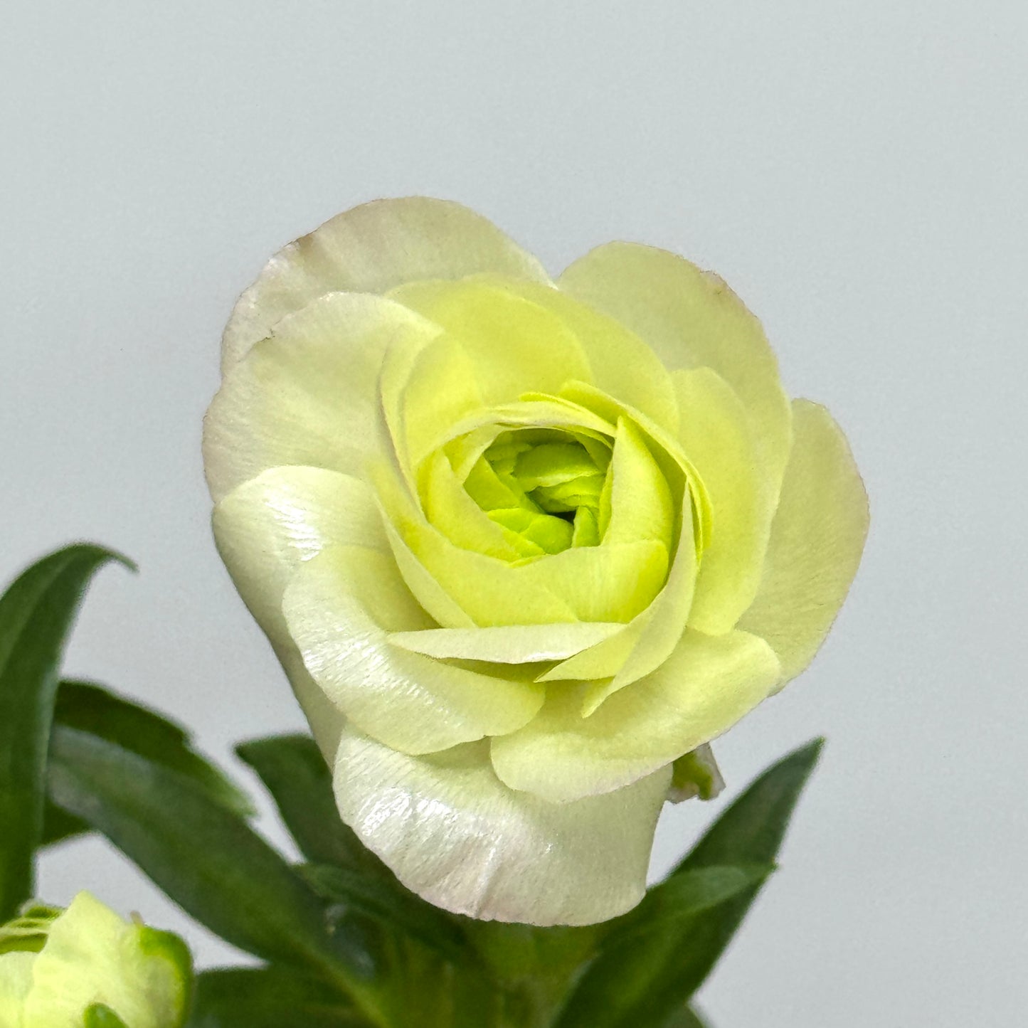 Ranunculus Butterfly - Light Yellow