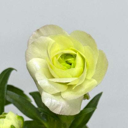 Ranunculus Butterfly - Light Yellow