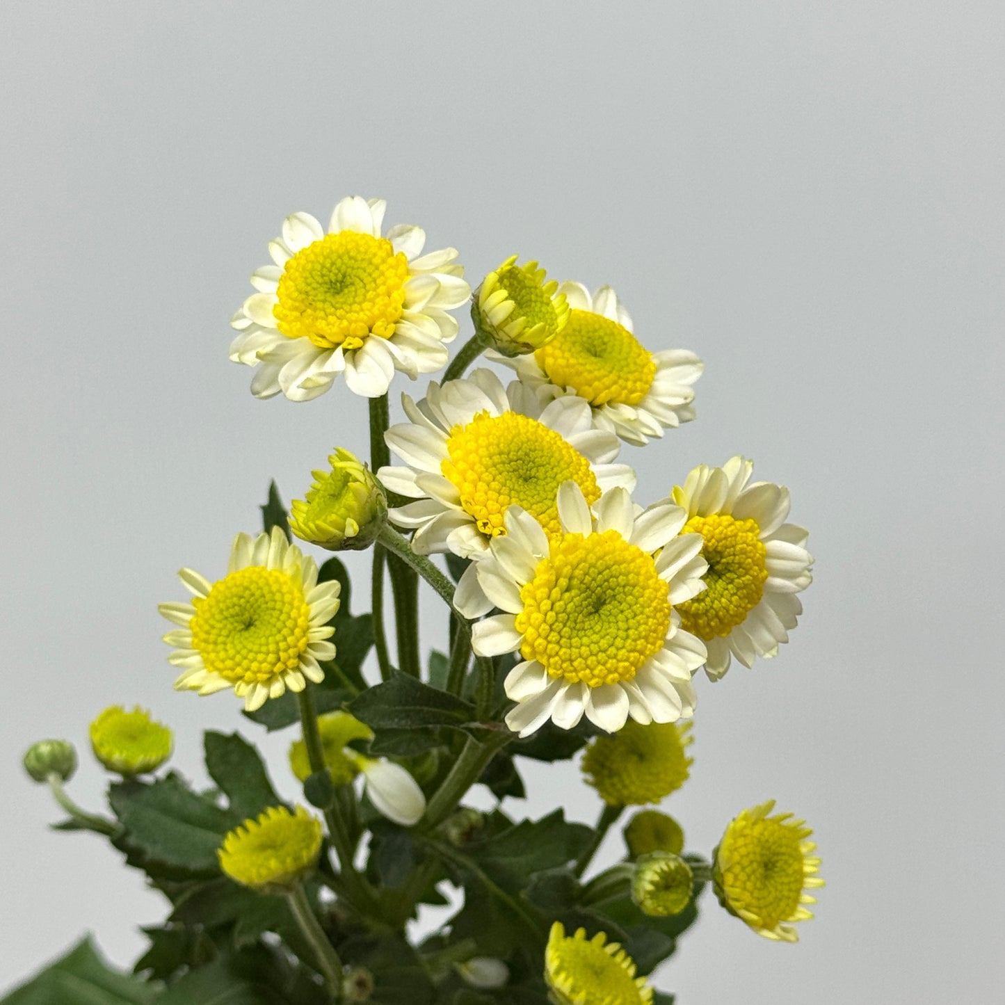 Chrysanthemum Pompom - Sun Up