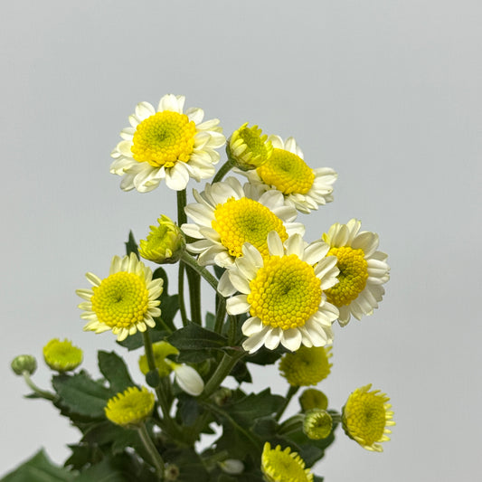 Chrysanthemum Pompom - Sun Up
