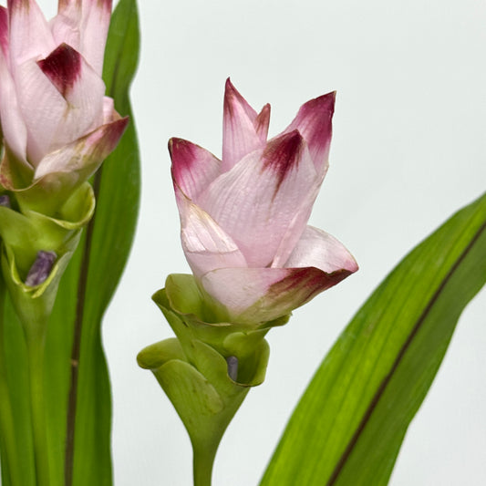 Curcuma Alismatifolia 姜荷花 - Double Pink