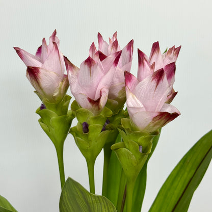 Curcuma Alismatifolia 姜荷花 - Double Pink