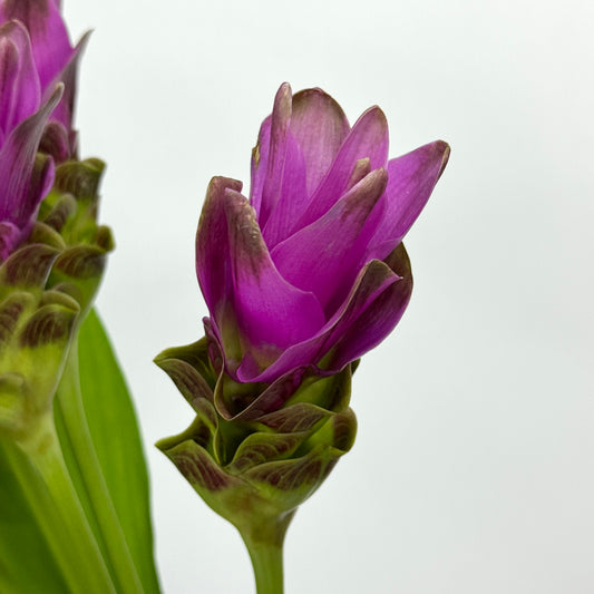 Curcuma Alismatifolia 姜荷花 - Purple