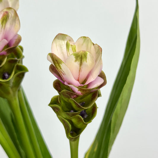 Curcuma Alismatifolia 姜荷花 - Pink