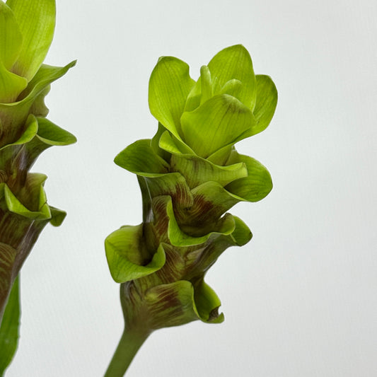 Curcuma Alismatifolia 姜荷花 - Green