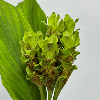 Curcuma Alismatifolia 姜荷花 - Green