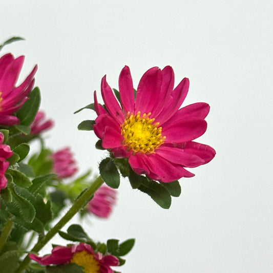 Hana - Cherry Pink
