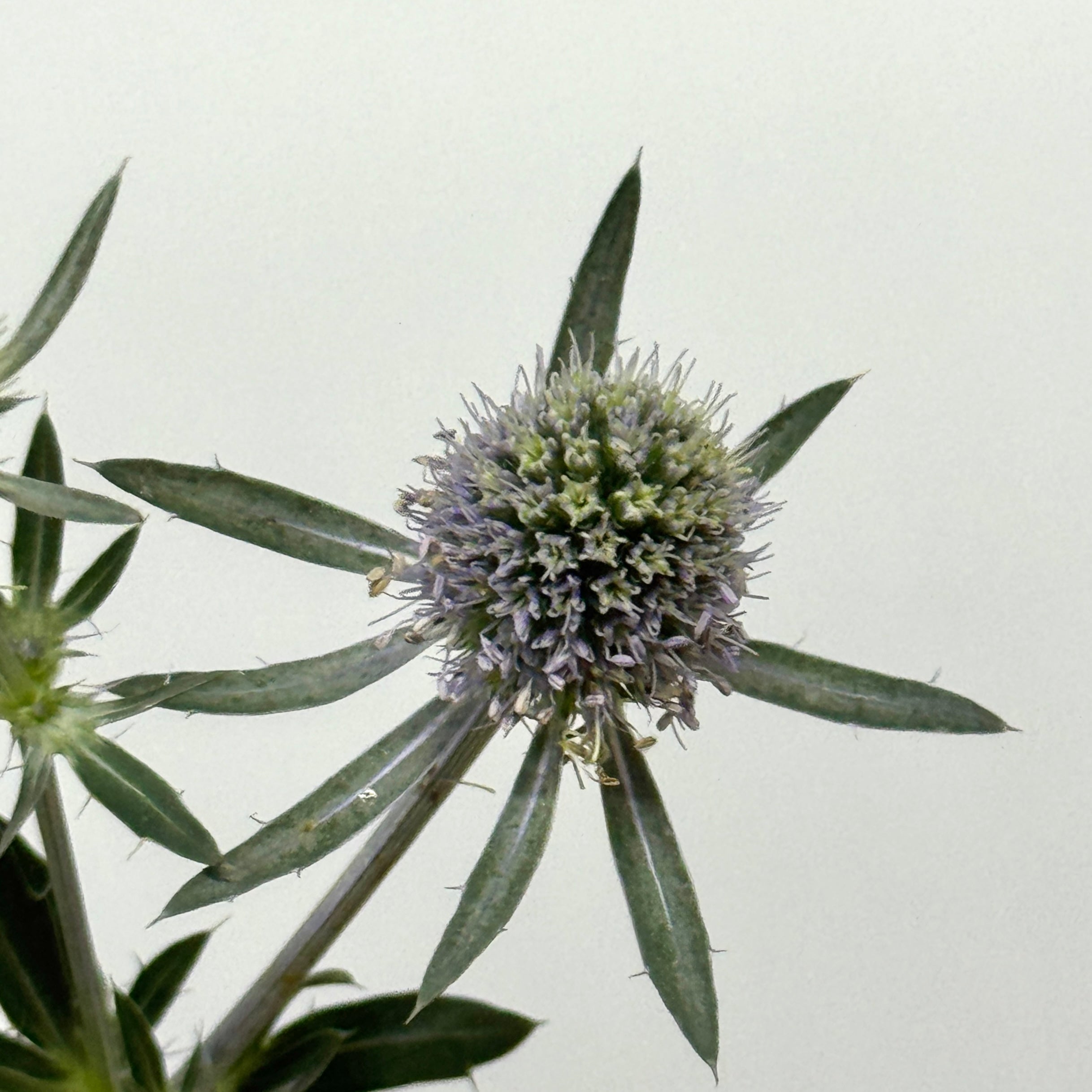Eryngium Spray 刺芹 – Berriful Garden