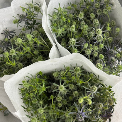 Eryngium Spray 刺芹