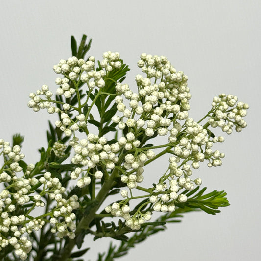 Rice Flower - White