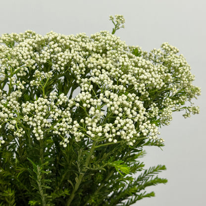 Rice Flower - White