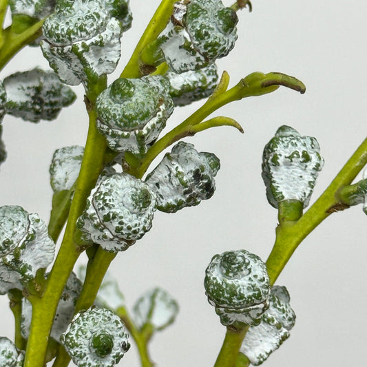 Eucalyptus Fruit
