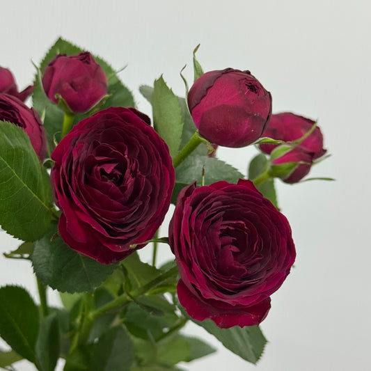 Rose Spray - Red Lace 红蕾丝