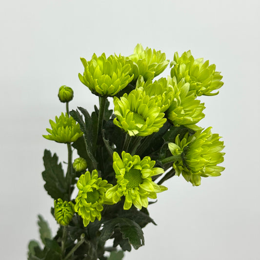 Chrysanthemum Pompom - Turtle Green