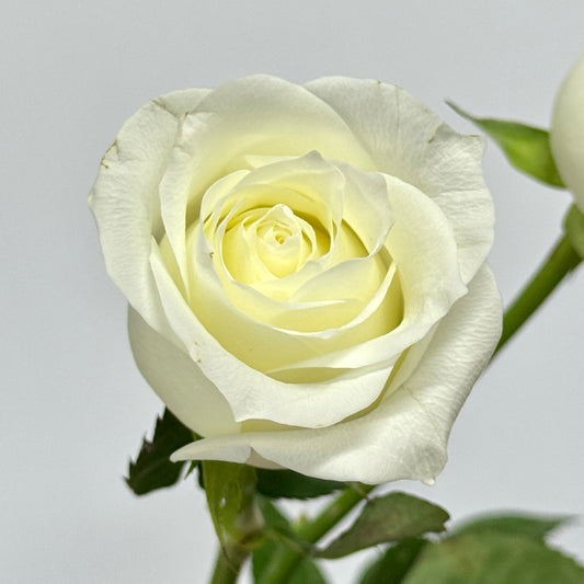Rose - Pride White 骄傲