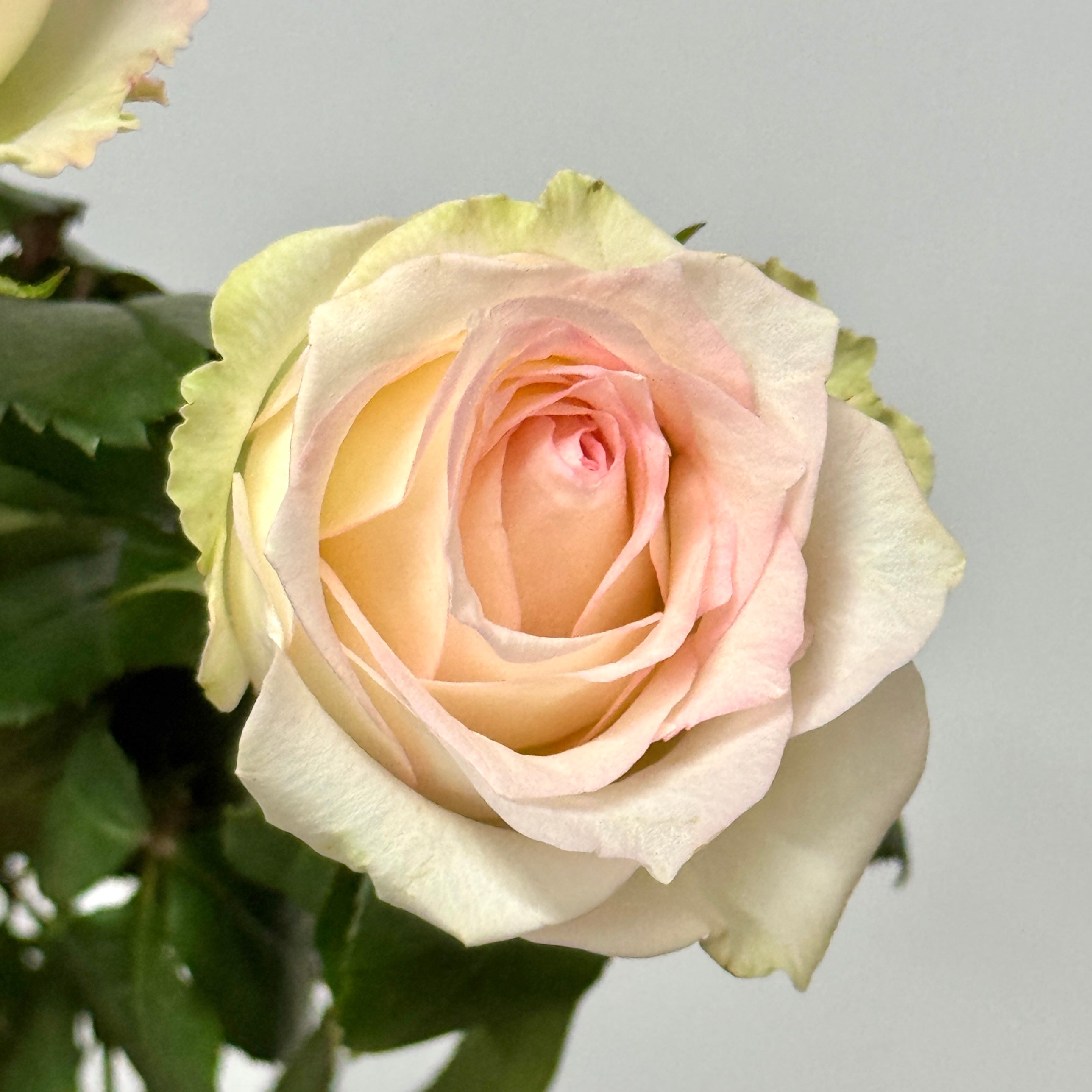 Rose - Rabbit – Berriful Garden