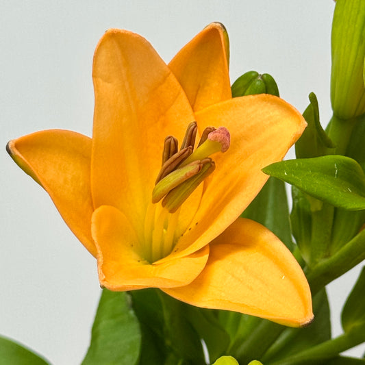 Tiger Lily 4+ & 5+ - Orange Dream
