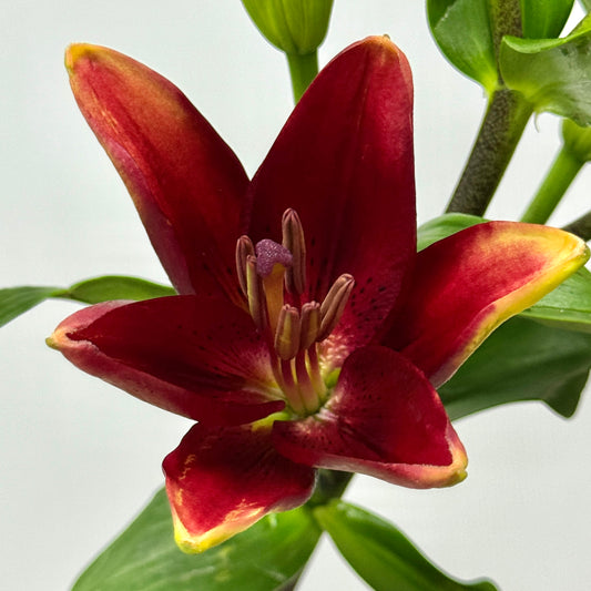 Tiger Lily 4+ & 5+ - Black Shell