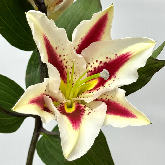 Lily 4+ - Big Smile