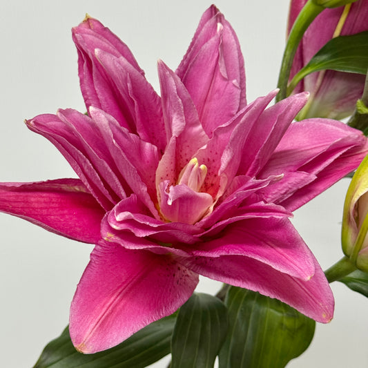 Rose Lily 4+ - Red Beauty