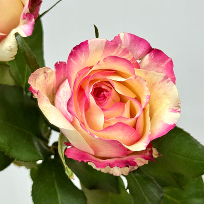 Rose - Nichang 霓裳
