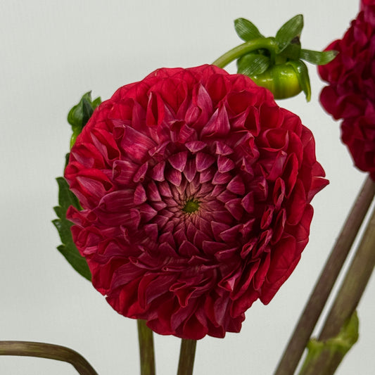 Dahlia - Red