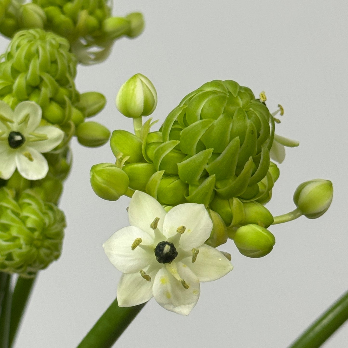 Ornithogalum 天鹅绒
