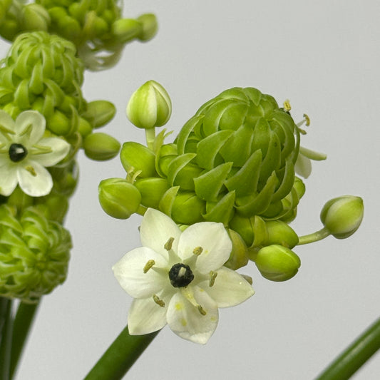 Ornithogalum 天鹅绒